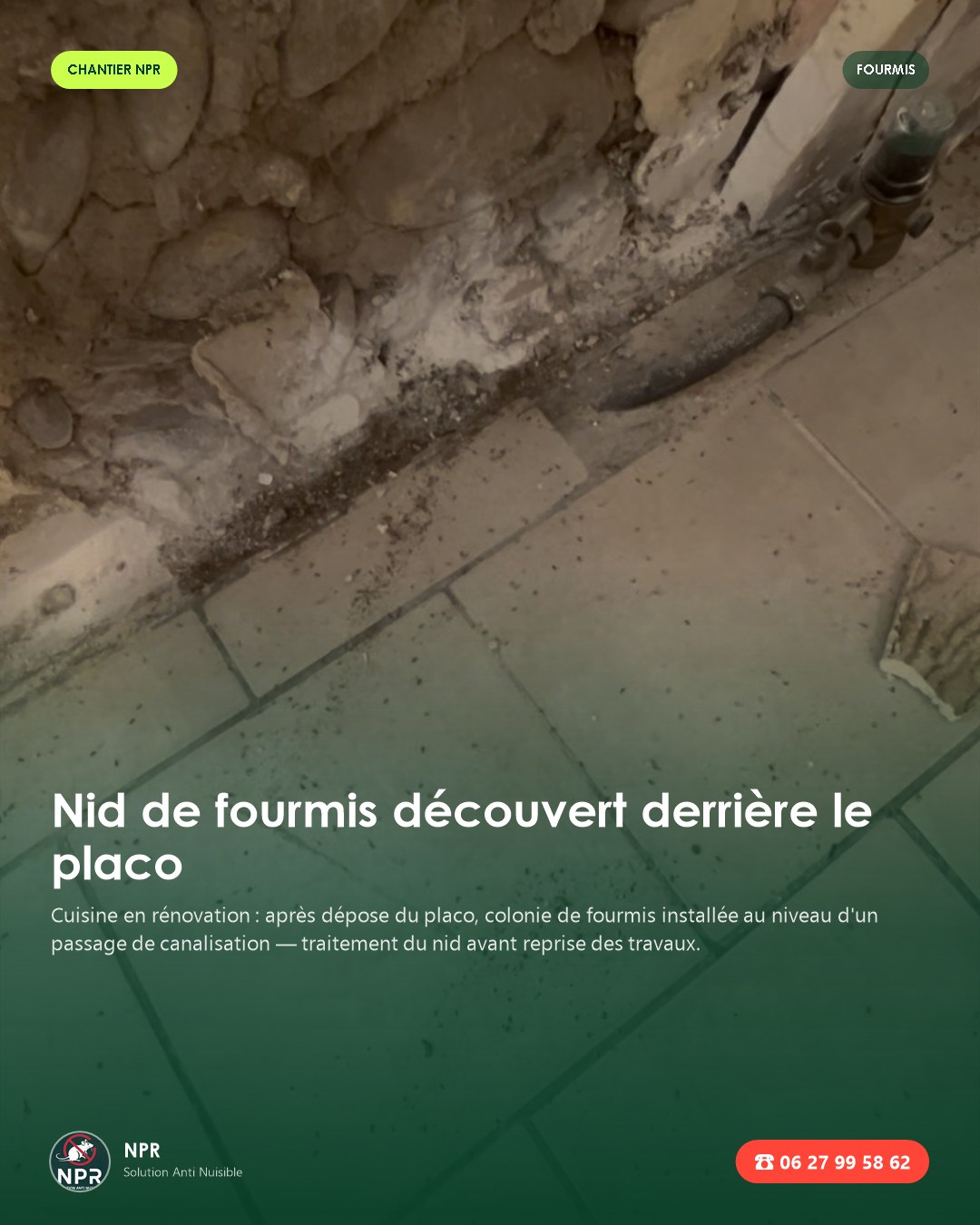 Nid de fourmis derrière le placo