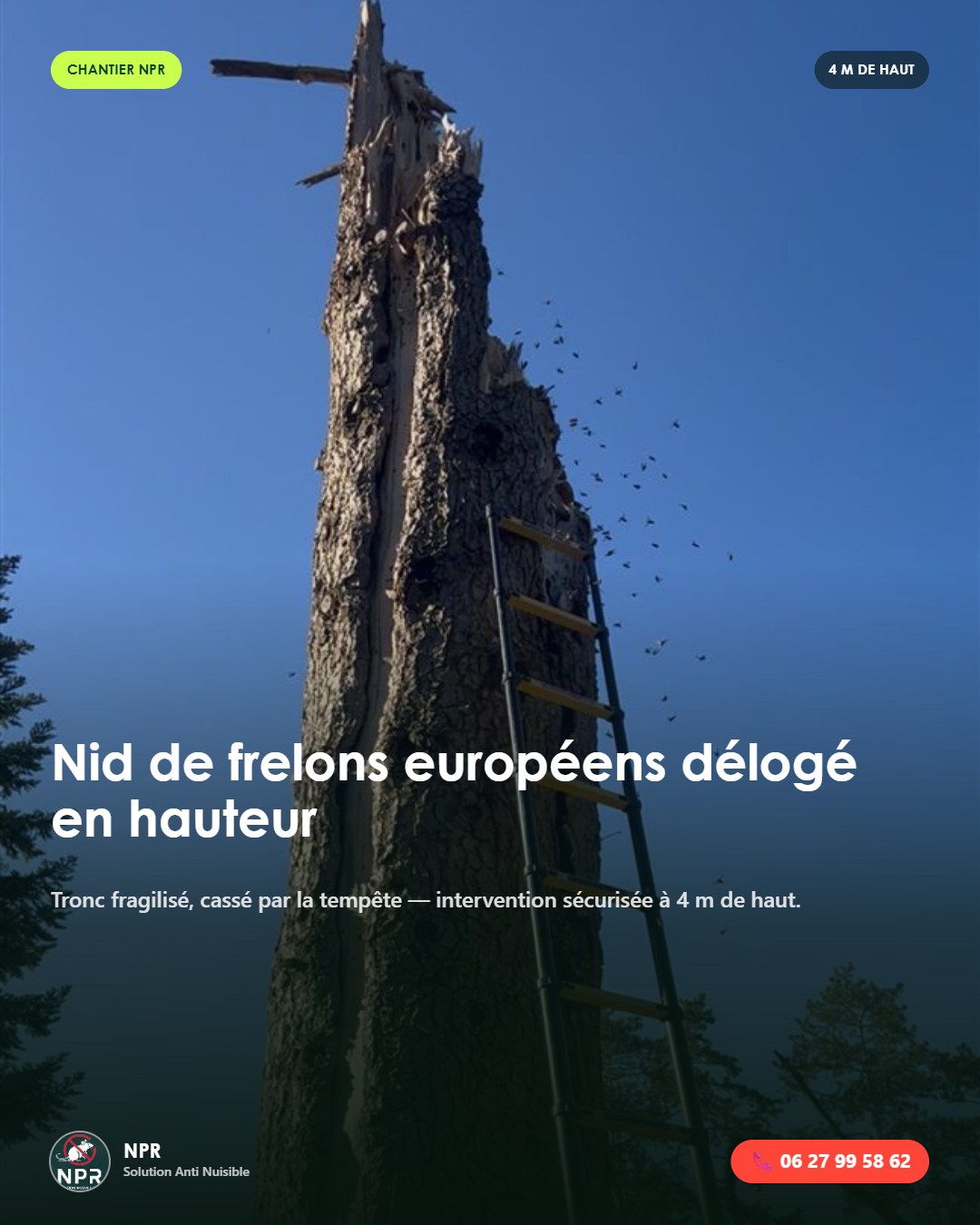 Nid de frelons européens délogé en hauteur