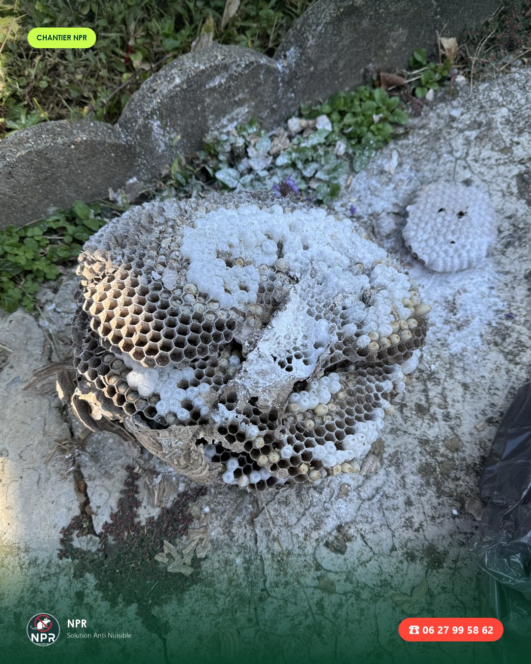 Chantier frelons et guêpes