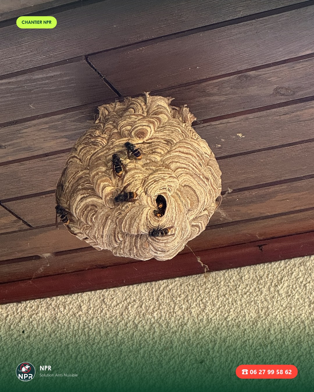 Chantier frelons et guêpes