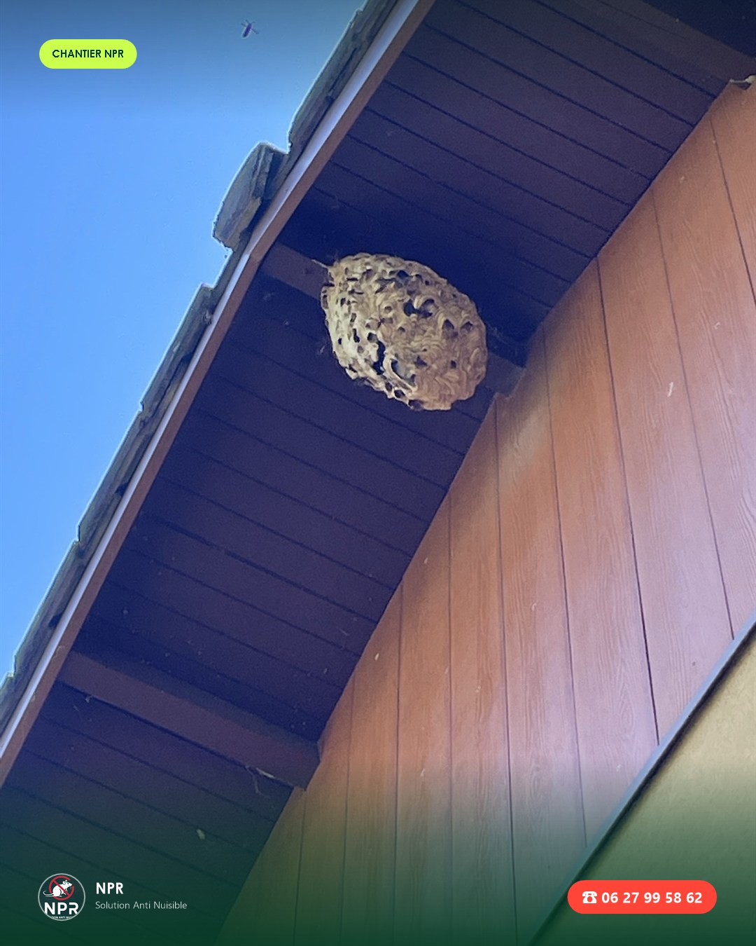 Chantier frelons et guêpes