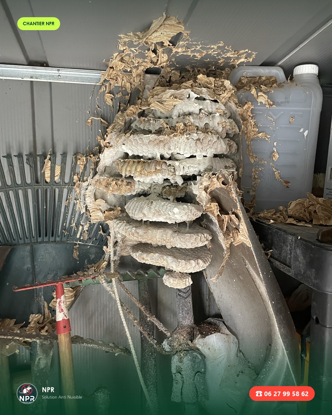Chantier frelons et guêpes