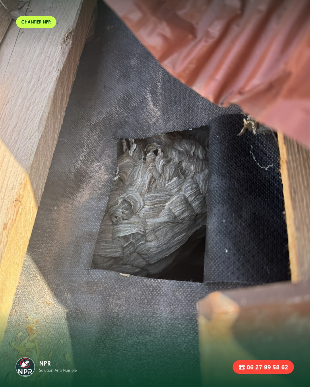 Chantier frelons et guêpes