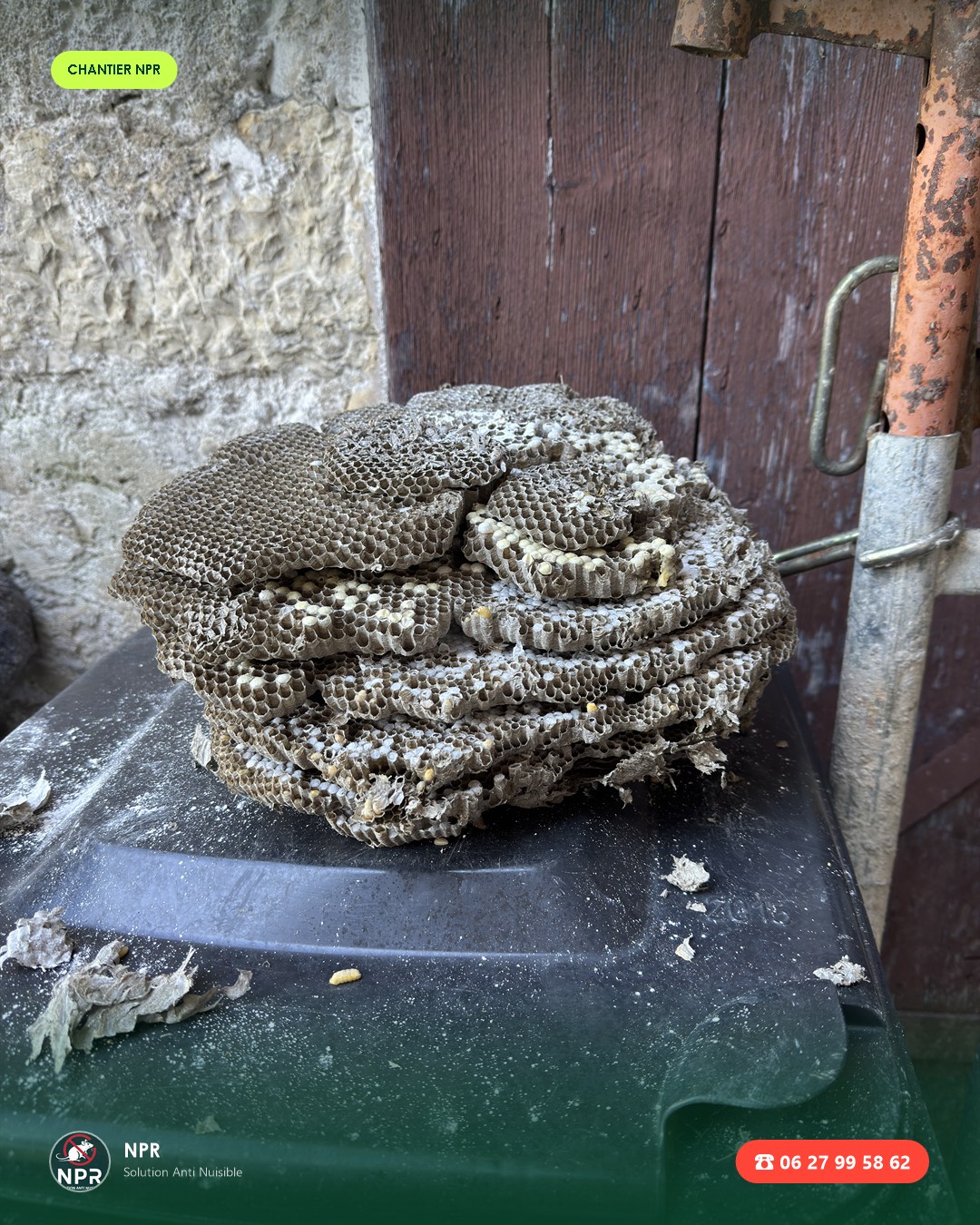 Chantier frelons et guêpes