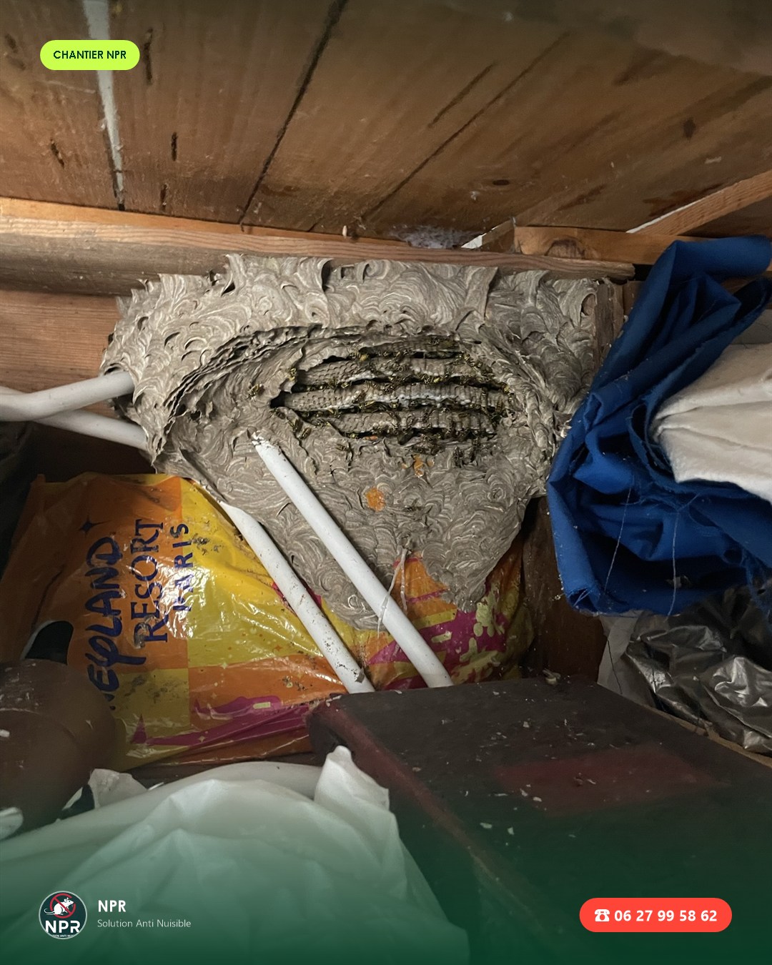 Chantier frelons et guêpes