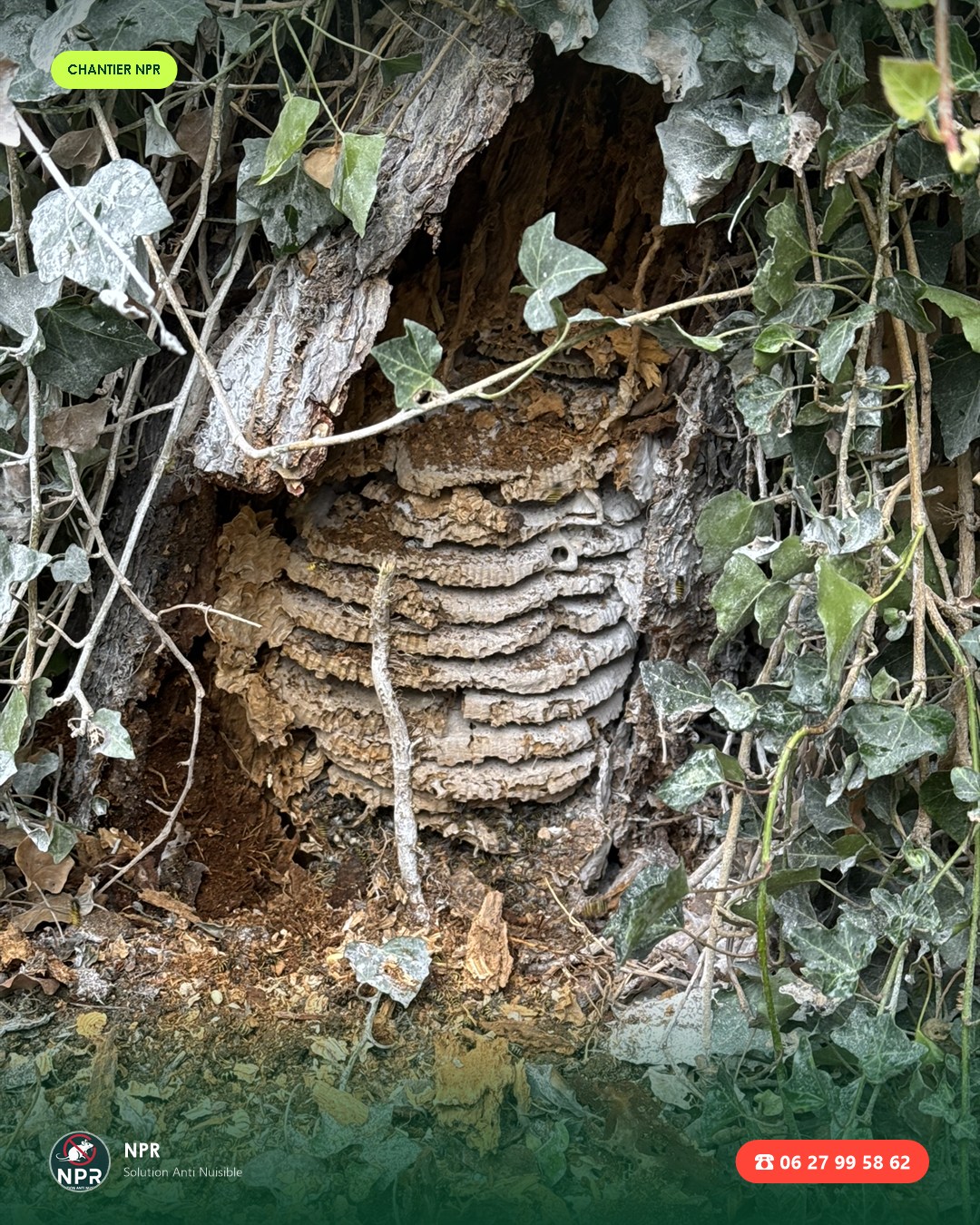 Chantier frelons et guêpes