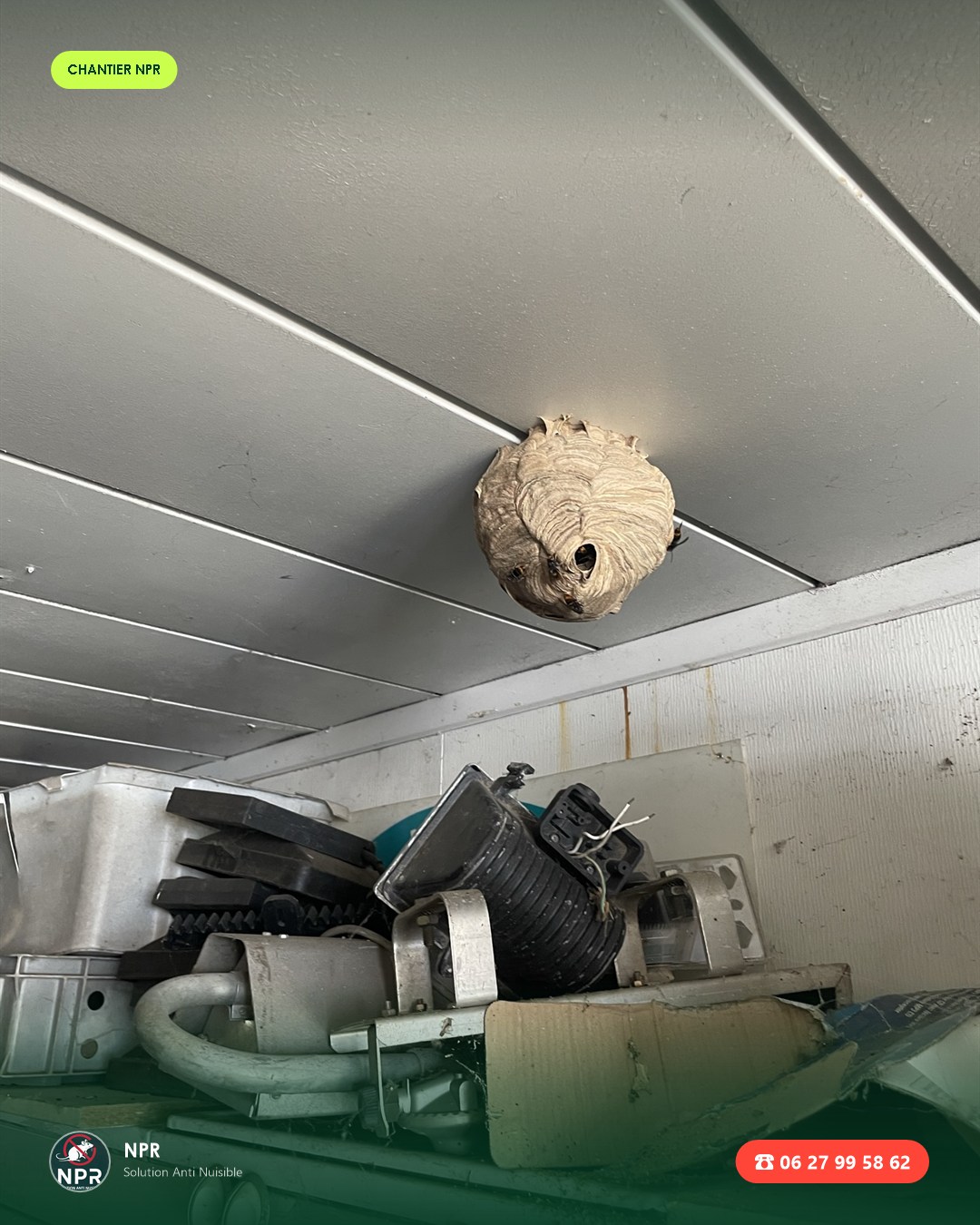 Chantier frelons et guêpes