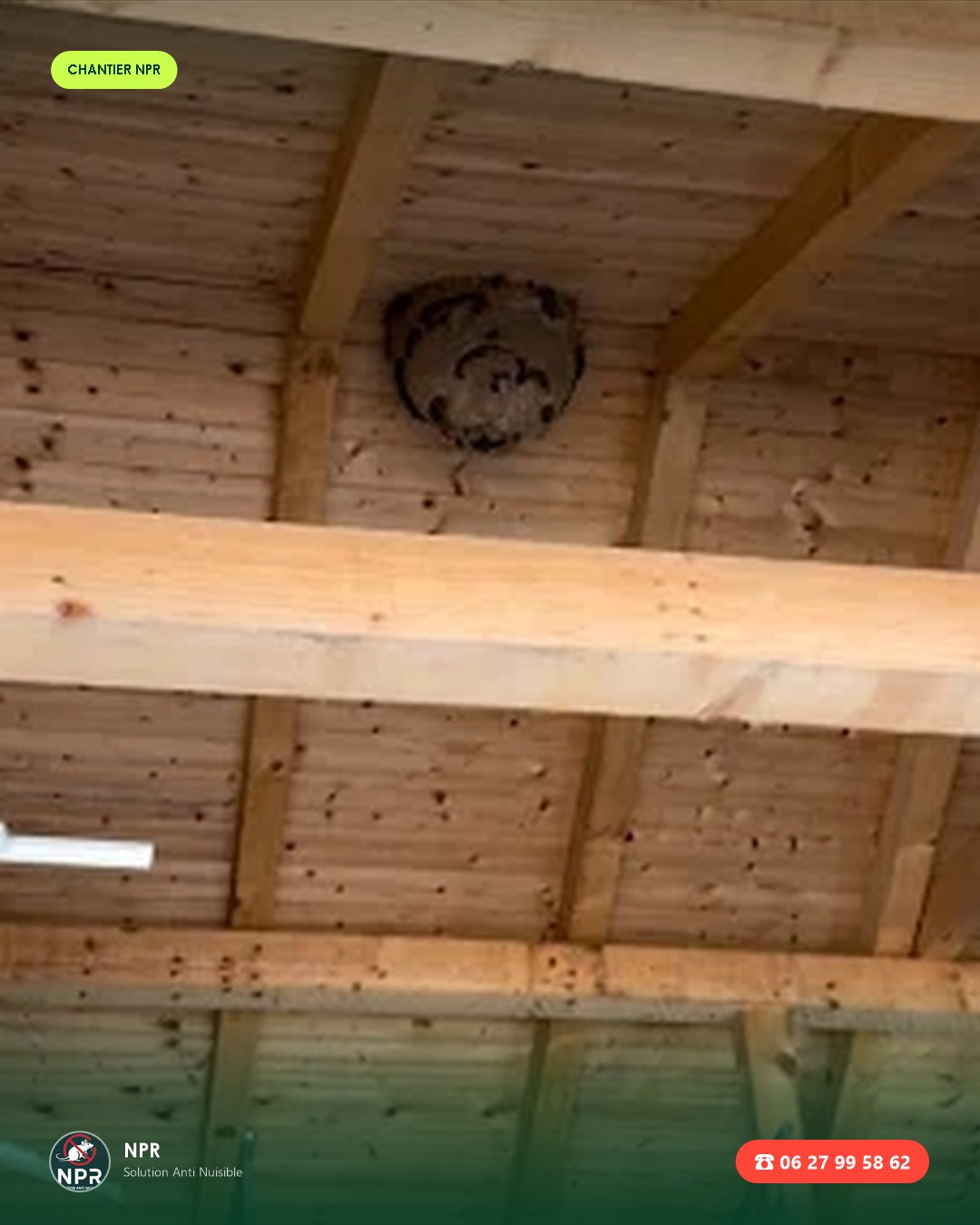 Chantier frelons et guêpes