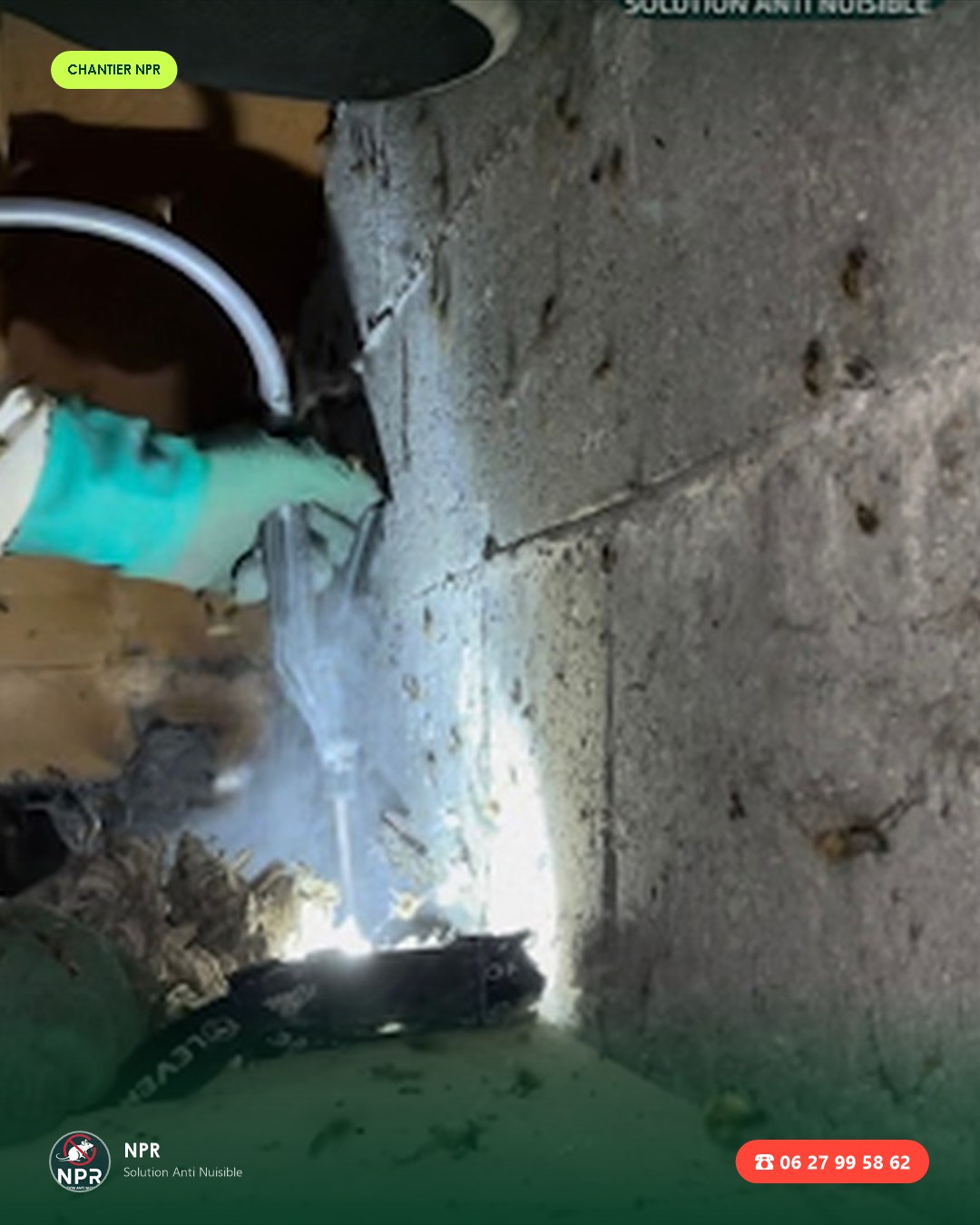 Chantier frelons et guêpes